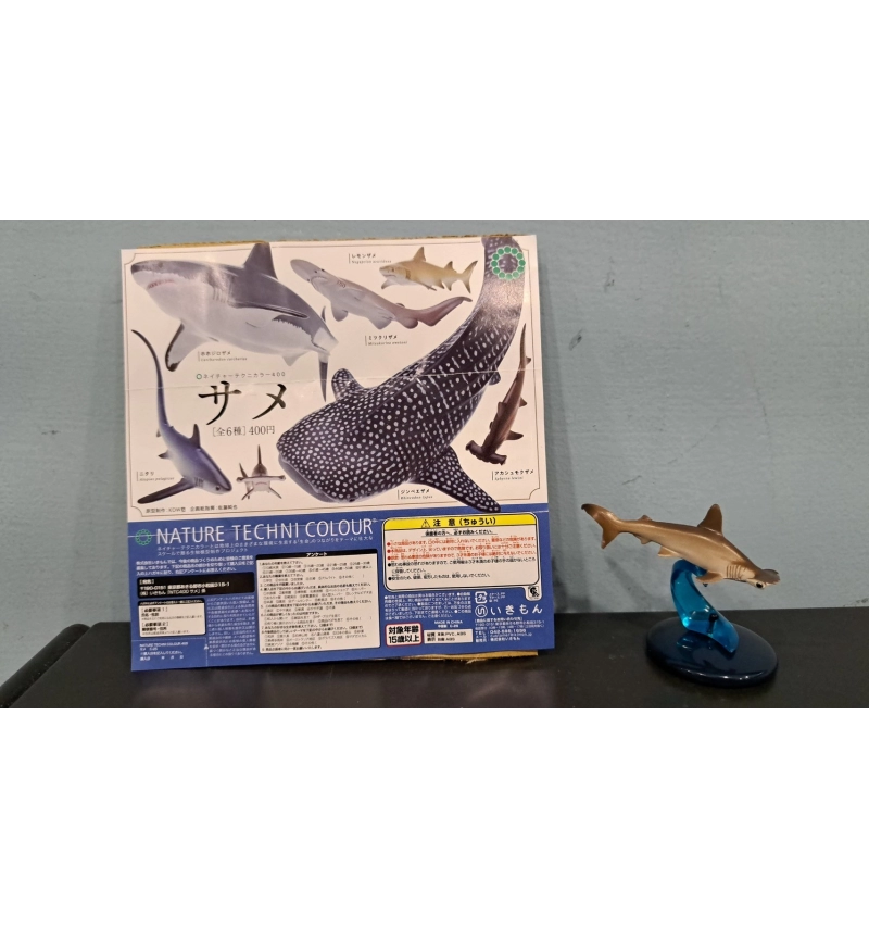 NTC生物模型 鯊魚篇 紅錘魚鯊
