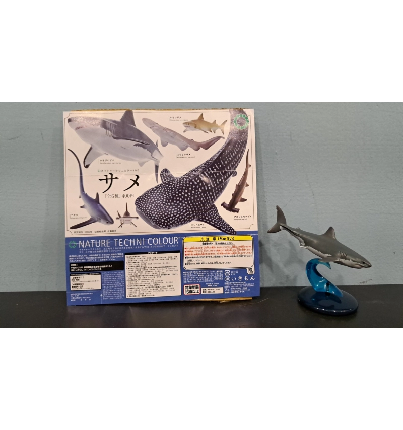 NTC生物模型 鯊魚篇 大白鯊