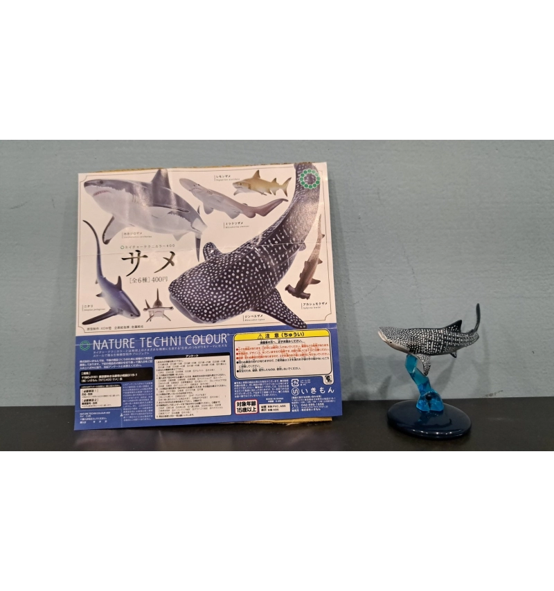 NTC生物模型 鯊魚篇 鯨鯊