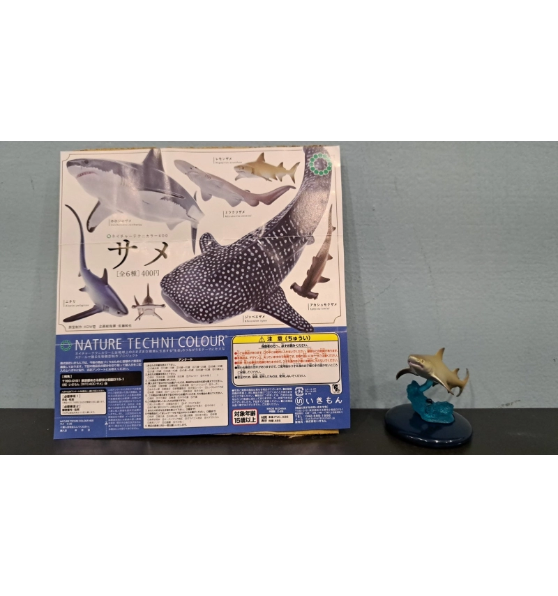NTC生物模型 鯊魚篇 檸檬鯊