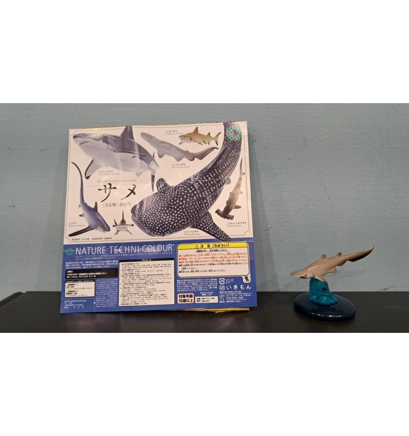 NTC生物模型 鯊魚篇 歐氏尖吻鮫