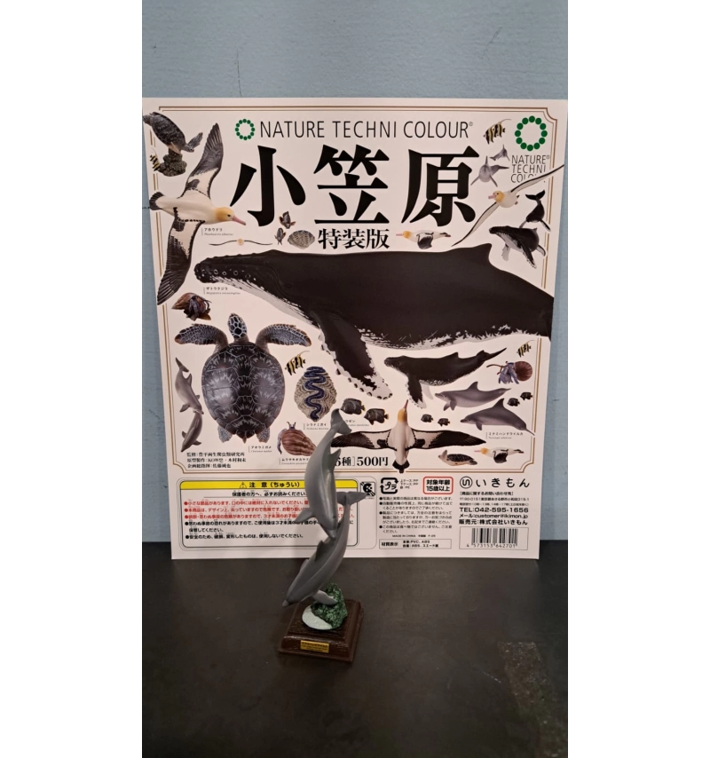 NTC圖鑑 小笠原特裝版 印太瓶鼻海豚