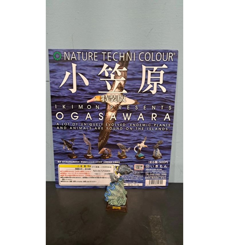 NTC圖鑑 小笠原特裝版 蝴蝶魚