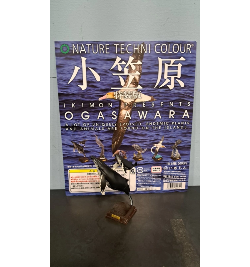 NTC圖鑑 小笠原特裝版 大翅鯨