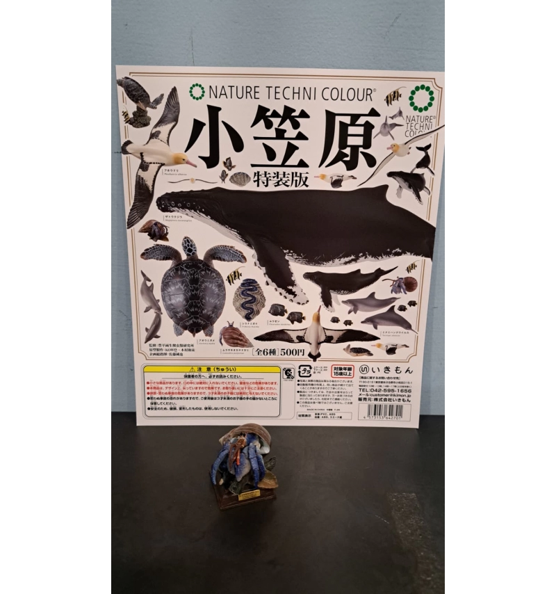 NTC圖鑑 小笠原特裝版 寄居蟹