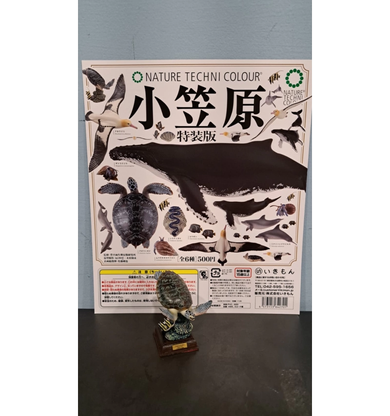 NTC圖鑑 小笠原特裝版 綠蠵龜